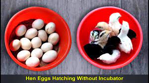 That hen's eggs she lays will be fertile. Chicken Eggs Hatching Without Incubator How To Hatch Chicken Egg At Home Youtube