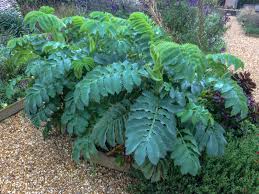 Image result for Melianthus major