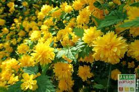 Facile à cultiver, il illumine la saison hivernale de sa floraison éclatante et parfumée. 7 Arbustes A Fleurs Jaunes Pour Le Printemps Jardipartage