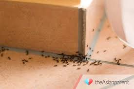 Articles about collection/small spaces on apartment therapy, a lifestyle and interior design community with tips and expert advice on creating happy, healthy homes for everyone. How To Get Rid Of Flies In Apartment Mum Shares Trick Theasianparent