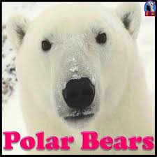 Polar Bears Powerpoint Activities Polar Bear Polar Bear Facts Higher Level Thinking Activities
