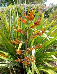 Image result for Phormium