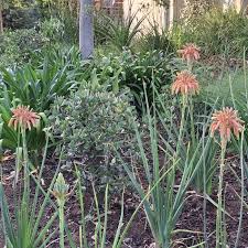 Image result for Aloe cooperi