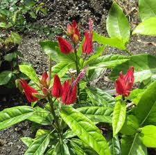 Image result for Pavonia burchellii