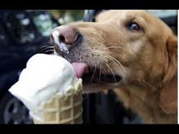 Sensational Video Watching Dogs Get Brain Freeze Compilation Dog Ice Cream Dog Eating Ice Cream Dog Cat