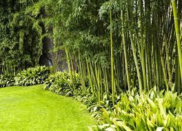 There are many different types of ornamental grasses that grow tall enough to provide privacy along a fence. Backyard Privacy 10 Best Plants To Grow Bob Vila
