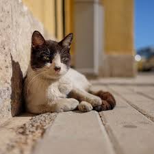 Feral cats can often be brought into the fold of general human companionship and even you can eventually introduce the feral cat to other pets, but it needs to be a slow process, as is everything when it comes to feral cats. Taming A Feral Cat