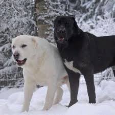 Images About Ahmetyavuzsuphi Tag On Instagram Alabai Dog Kangal Dog Massive Dog Breeds