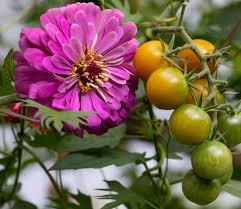 From Asparagus to Zinnias: The Best Tomato Companion Plants – Sow Right  Seeds