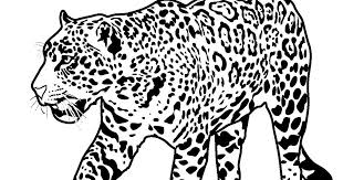 These cute jaguar coloring pages for preschoolers will allow them to experiment with various shades of brown and yellow while learning about different species of the jaguar. Pin On Colouring Mermaid