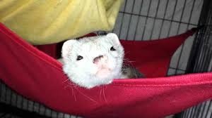 It also provides warmth, softness, and. How To Make A Ferret Hammock A Step By Step Guide For Newbies Petfriendlypdx