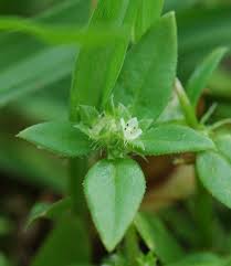 Image result for Oldenlandia angolensis
