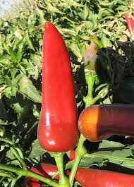 Mosco Pueblo Mirasol Chile Seeds Authentic From Colorado Growing Vegetables Pepper Plants Seeds