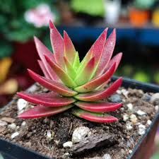 Image result for Crassula capitella