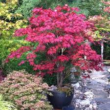 We did not find results for: Bloodgood Japanese Maple On Fast Growing Trees Nursery Japanese Maple Tree Japanese Garden Japanese Garden Design
