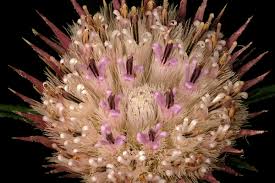 Image result for Dicoma anomala