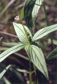 Image result for Spigelia anthelmia