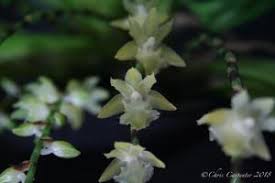 Image result for Diaphananthe vesicata