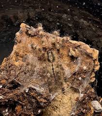 Image result for Centema subfusca