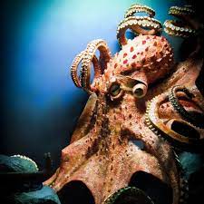 19 7k Vind Ik Leuks 81 Reacties Oceana Oceana Op Instagram The Giant Pacific Octopus Is The Largest Octop Giant Pacific Octopus Octopus Species Octopus