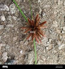 Image result for Cyperus ferrugineoviridis