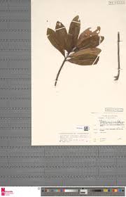 Image result for Balthasaria schliebenii