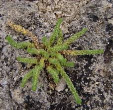 Image result for Multidentia sp. A