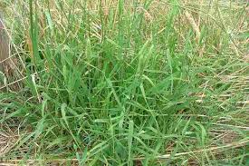 Image result for Phalaris