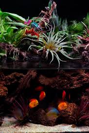 Chameleon Discus Paludarium Custom Aquarium Aquarium Design Aquarium