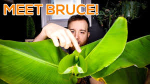 How to grow a banana tree. Banana Tree House Plant Care Guide Youtube