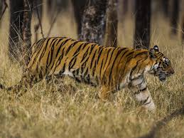 One he got from berlin, mostly intact. Tiger Species Wwf