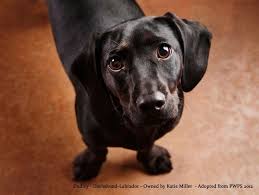 Black And Brown Dachshund Mix Dachshund Lab Mix Google Search Dachshund Mix Dachshund Mix Puppies Unique Dog Breeds