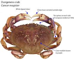 Odfw Recreational Crab Fishing Crab Id