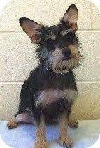 Krk Miniature Schnauzer Chihuahua Mix Puppy Tattoo Mini Schnauzer Chihuahua Mix