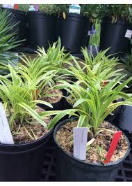 Image result for Lily Turf