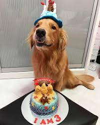 Thunder Happy Birthday Dog Cute Dogs Golden Retriever