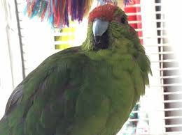 Found Kakariki Horsham Saint Faith Broadland Norfolk England United Kingdom F23407 Parrot Norfolk Parrot Bird