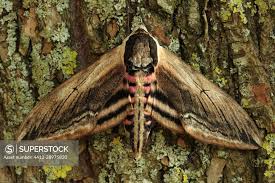 Image result for Sphinx ligustri