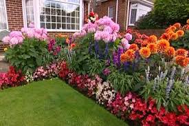 Oh My Thats A Groomed Flower Bed Backyard Flowers Dahlias Garden Backyard Flowers Garden