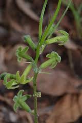 Image result for Afrosolen schimperi