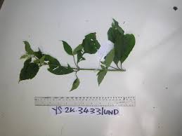 Image result for Lepidagathis scariosa