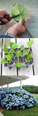 How To Root Hydrange Flowers Garden Love Plants Growing Hydrangeas Rooting Hydrangea Cuttings