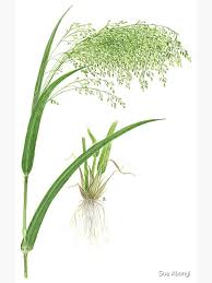 Image result for Panicum miliaceum