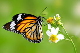 We did not find results for: Monarch Food Interestinginsects Com
