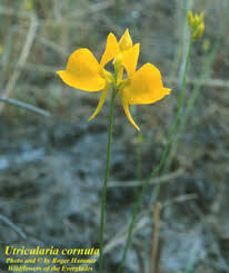 Image result for Utricularia  cornuta