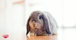 Image result for bunny