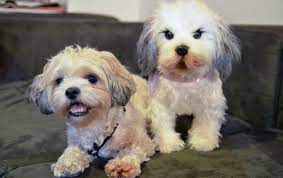 This Site Will Make A Stuffed Animal Clone Of Your Dog Animals Dogs Your Dog