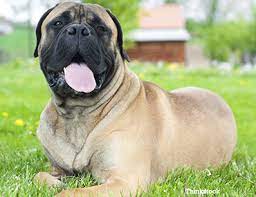 The Bullmastiff