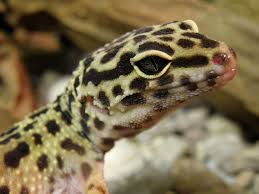 Lizard is an unwanted guest in the house. Royalty Free Gecko Photos Free Download Pxfuel