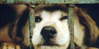 Urge Ontario Canada To Generate Funding To Help The Ontario County Humane Society Continue The Animal Cruelty Quotes Animal Abuse Work With Animals